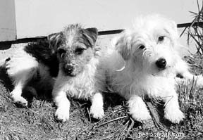 Trusted Herbal Remedies for Everyday Canine Ailments