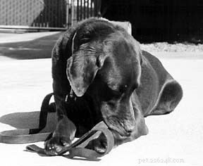 Safe and Effective Flea Removal for Your Dog