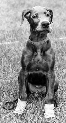 Preventing Foreign Body Ingestion in Dogs: Risks, Symptoms, and Care