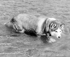 How Chiropractic Care Enhances Your Dog’s Health and Mobility