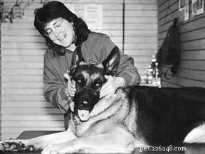 Expert Guide to Canine Massage, Acupressure, and TTouch Therapy