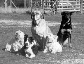 Easing Your Dog’s Final Journey: Compassionate Ways to Guide Them