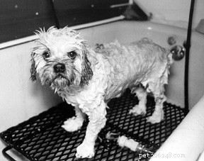 Dog Exposed to Chemicals? Quick, Trusted Steps for Immediate Care