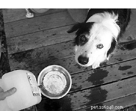 Dog Exposed to Chemicals? Quick, Trusted Steps for Immediate Care