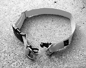 Top Dog Safety Risks and How to Protect Your Pet