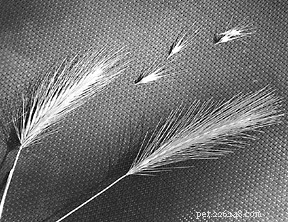 Protect Your Pets from Foxtail Grass: Essential Summer Safety Tips