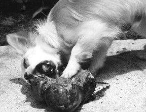 Assessing the Safety of Commercial Recreational Chew Bones for Dogs