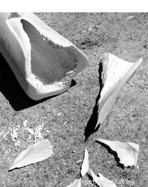 Assessing the Safety of Commercial Recreational Chew Bones for Dogs