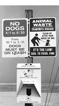 Safe Dog Beach Adventures: Tips & Rules