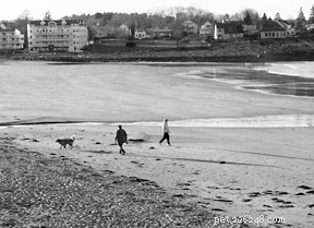 Safe Dog Beach Adventures: Tips & Rules