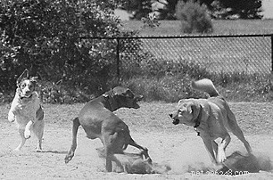 Choosing Ideal Playmates for Your Dog