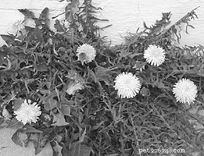 Unlocking Dandelion’s Natural Benefits for Your Dog’s Health