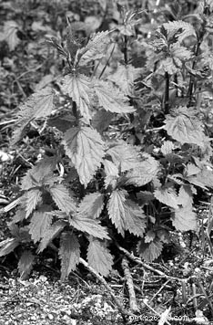 Nettle for Dogs: Benefits, Risks, and Care Tips