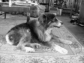 Enhance Your Dog’s Immunity Naturally with Colostrum Boosters