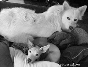 How to Choose the Ideal Dog Boarding Facility for Your Furry Friend