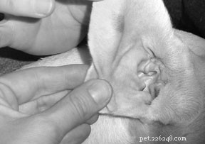 Comprehensive Guide to Dog Ear Infections: Causes, Prevention & Treatment