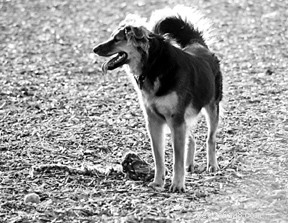 How to Keep Your Dog Safe, Cool, and Hydrated This Summer