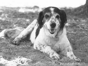 Grow Simple, Dog‑Friendly Herbs for Health & Happiness