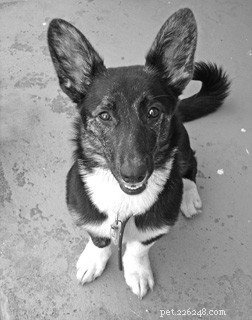 How to Successfully Add a New Dog to Your Family Pack