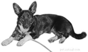 How to Successfully Add a New Dog to Your Family Pack