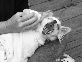 Understanding the Canine Ear: Anatomy, Health, and Care