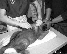 Microchipping Your Dog: A Smart, Life‑Saving Choice