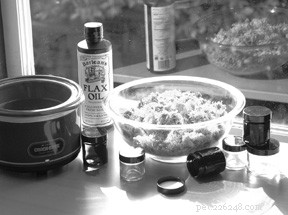 Professional Healing Oils & Salves for Dogs: DIY & Store-Bought Guide