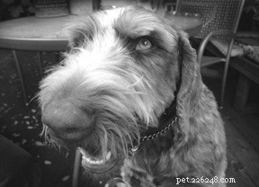 Professional Healing Oils & Salves for Dogs: DIY & Store-Bought Guide