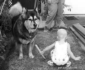 How to Train Your Dog to Coexist with Newborns: A Complete Guide