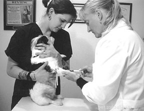 Strengthen Your Dog’s Immune System: Expert Tips & Natural Support