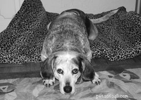 The Dog Aging Journey: Expert Insights from Veterinary Medicine