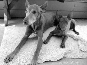 The Dog Aging Journey: Expert Insights from Veterinary Medicine