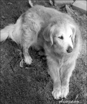 Nourishing Your Senior Dog: Essential Diet Tips for Longevity and Health