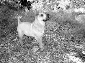 Nourishing Your Senior Dog: Essential Diet Tips for Longevity and Health