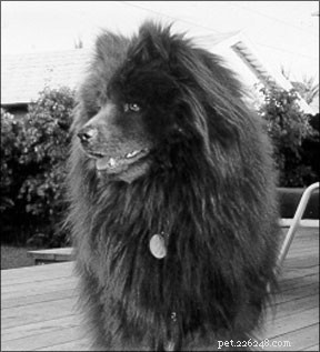 Nourishing Your Senior Dog: Essential Diet Tips for Longevity and Health
