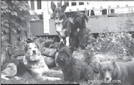 Effective Strategies for Managing a Multi‑Dog Household