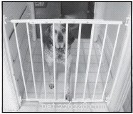 Effective Strategies for Managing a Multi‑Dog Household