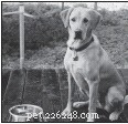 Effective Strategies for Managing a Multi‑Dog Household