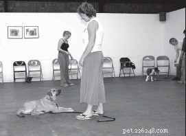 Effective Strategies for Managing a Multi‑Dog Household
