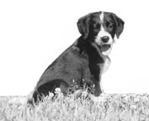 Holistic Puppy Care Begins with Parents: Essential Preparation for Your Newborn Canine
