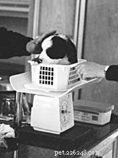 Holistic Puppy Care Begins with Parents: Essential Preparation for Your Newborn Canine