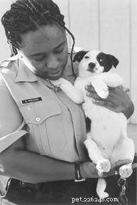 Holistic Puppy Care Begins with Parents: Essential Preparation for Your Newborn Canine