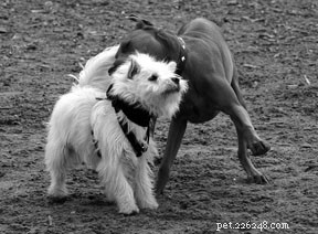 Essential Dog Park Etiquette: Keep Your Pet Safe and Social