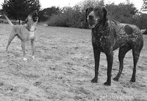 Essential Dog Park Etiquette: Keep Your Pet Safe and Social