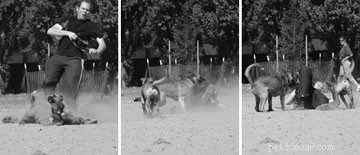 Essential Dog Park Etiquette: Keep Your Pet Safe and Social