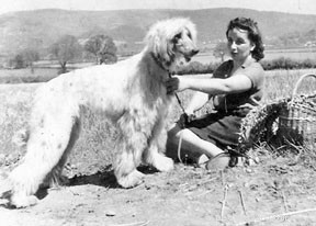 The Evolution of Holistic Dog Care: 70 Years of Natural Rearing