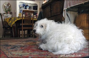 A Comprehensive Guide to Keeping Your Dog Healthy and Happy