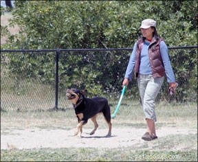A Comprehensive Guide to Keeping Your Dog Healthy and Happy