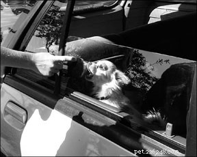 How to Address Guarding Behavior in Dogs: Eliminating Unwanted Actions