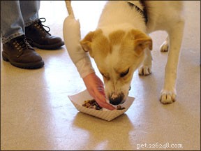 How to Address Guarding Behavior in Dogs: Eliminating Unwanted Actions